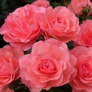 69b16cecd82291973aae461e158dedd2