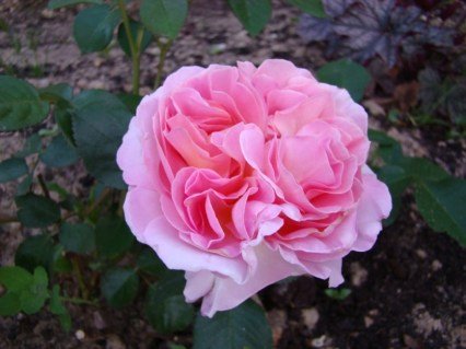 6d37731455247e9b3f85729d3ecfd724