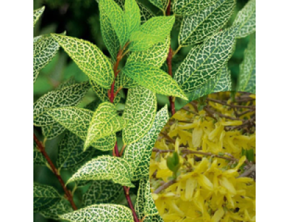 Форзиція корейська Комсан