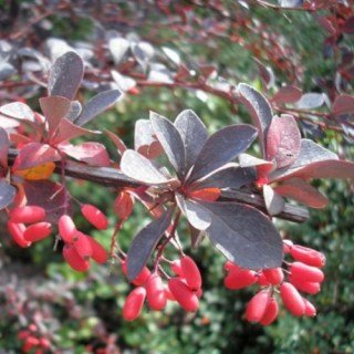 70576328_images_17092636415