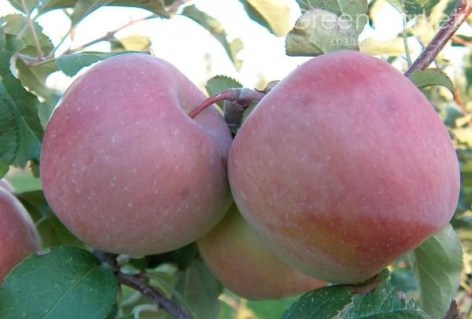 Яблуня Тоширо Фуджі [1-річна з відкритим коренем]