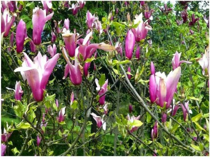 716TLuSXHFL._AC_SL1105_