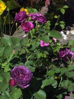 71ud77poezok088sg8s0c8oco0ss8g