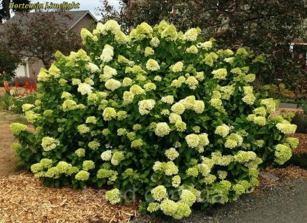 731031522_w640_h640_gortenziya-metelchataya-limelight