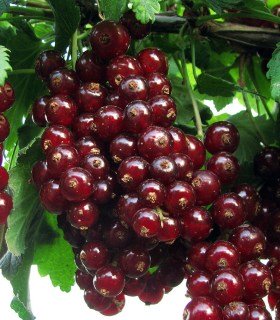 Смородина червона Віксне [2-річна з відкритим коренем]