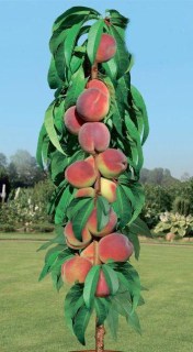 Персик колоновидний Тотем садівника [1-річний з відкритим коренем]