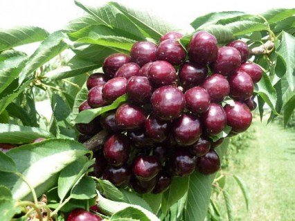 Черешня Мелітопольська чорна [2-річна з відкритим коренем]