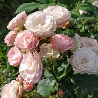 Троянда мускусна Букет Парфе (Bouquet Parfait) [контейнер 2л.]