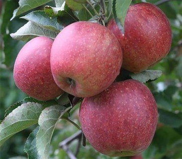 74668794_images_11268703026