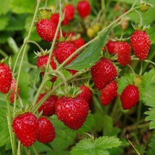 Суниця (полуниця) Барон Солемахер