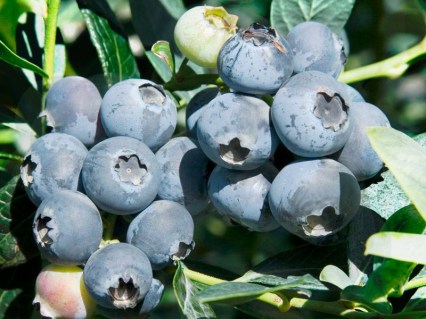 Лохина (голубика) Чандлер [1-річна, контейнер 0.5л]