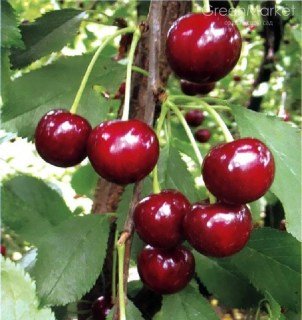 Вишня Нефріс [2-річний з відкритим коренем]