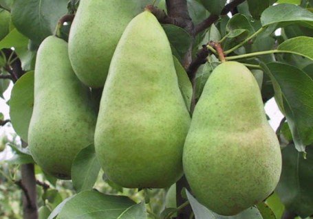 Груша Амфора [2-річна з відкритим коренем]