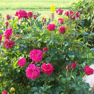 Троянда мініатюрна Сирена