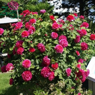 769383_angliiskie-rozy-vilyam-shekspir