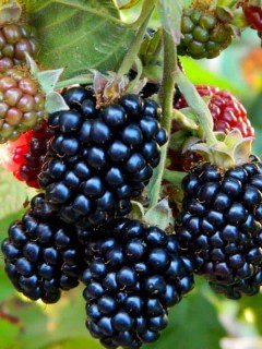 Ожина Оушито (Ouachita)