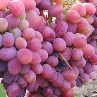 Виноград Пам'яті Хірурга