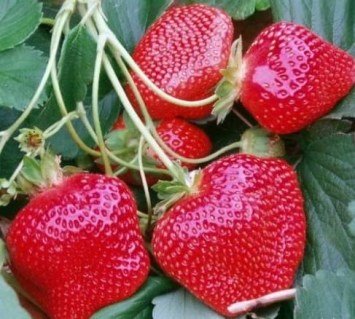 Полуниця Мальвіна