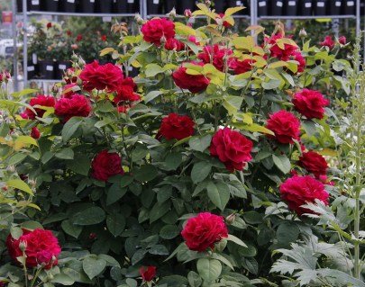 7dac7ea087151b484b1536898b6bd176