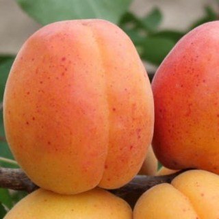Абрикос Джумбо Тардів [2-річний з відкритим коренем]