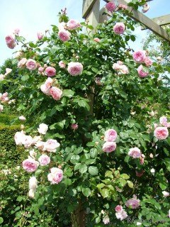 8113d983be07e7a50dc9de37a0158fad