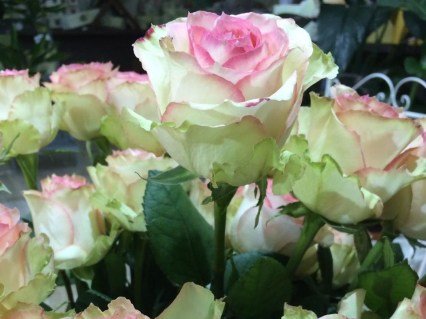 Троянда Есперанс (Esperance)