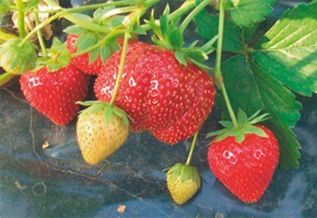 Полуниця Мармелада (Marmolada Onebor)