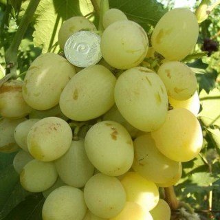 Виноград Богатяновский