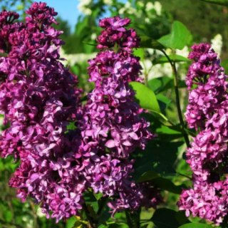 Бузок Шарль Жолі [2-річний з відкритим коренем]