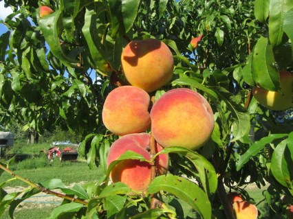 Персик Флемінг Фюрі PF24-C (Persica Flamin' Fury PF24-C) [2-річний з відкритим коренем]