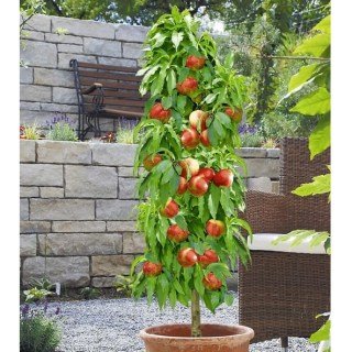 Нектарин колоновидний Роман [1-річний з відкритим коренем]