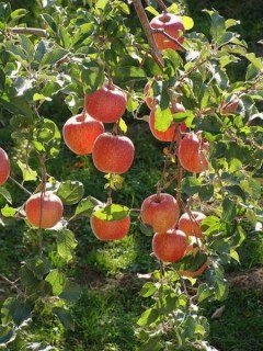 Яблуня Бені Шогун [1-річна з відкритим коренем]