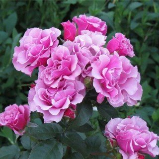 Троянда флорібунда Санта Моніка