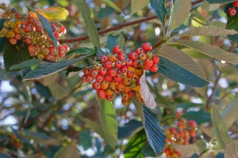 Горобина круглолиста Магніфика на штамбі