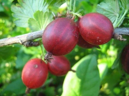 Агрус Каменяр [1-річний з відкритим коренем]