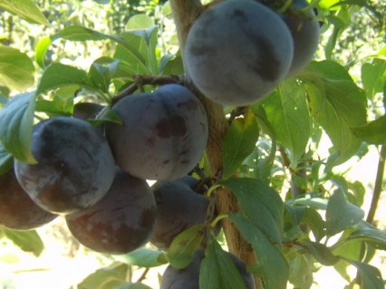 868172982_sazhenets-slivy-