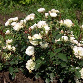 86b6a4e138e0d5763897994c6978360d