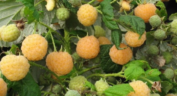 87158.pspy4o.1110x607