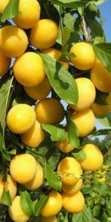 Слива колоновидна Мірабелла [2-річна з відкритим коренем]