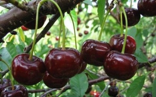 Вишня Нічка [2-річний з відкритим коренем]