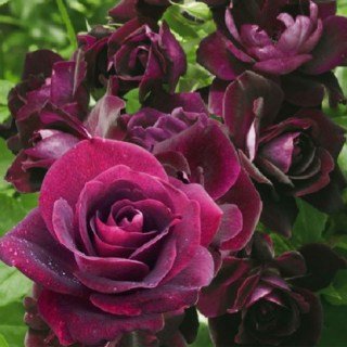 Троянда Бургунді Айс (Burgundy Ice)