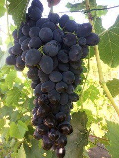 898514822_w640_h640_sazhentsy-vinograda-zabava