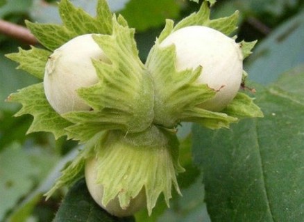 Фундук Галле (Halle) [2-річний з відкритим коренем]