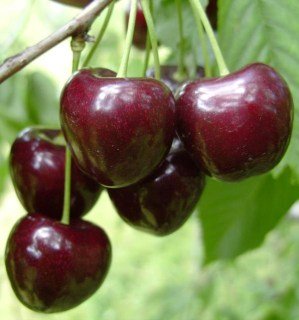 8b3837ecf27dd78245309b1f2b239dee