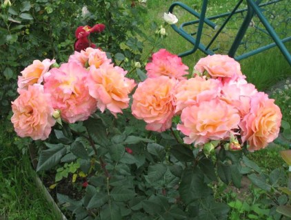 8c3a1ab3db8af25cd310d03ddd419bb3