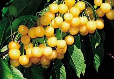 Черешня Жовточок [2-річна з відкритим коренем]