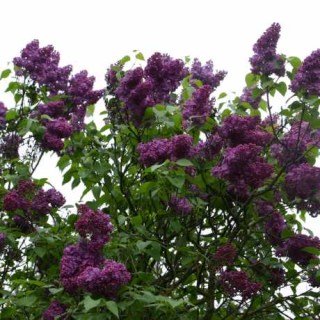 90776059_813333189175405_84456696470044672_o.460x460