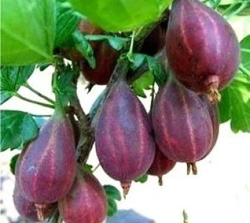 Агрус Серенада [2-річний з відкритим коренем]