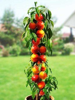 Нектарин колоновидний Фантазія [1-річний з відкритим коренем]