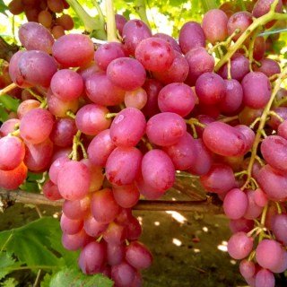Виноград Лівія